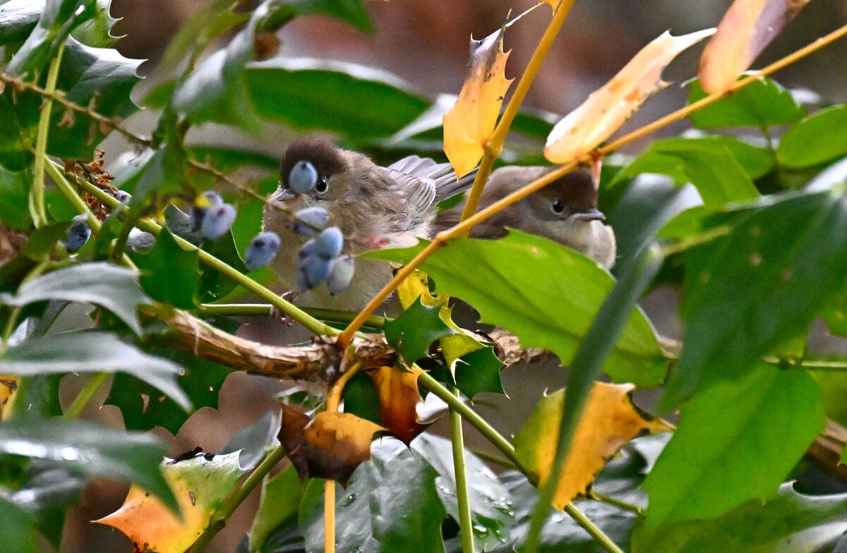 2026-06-17 6 Blackcap fledglings